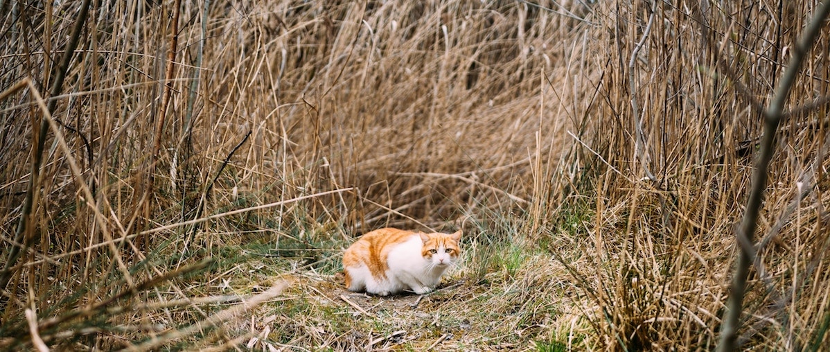 Lost Cats in New Jersey