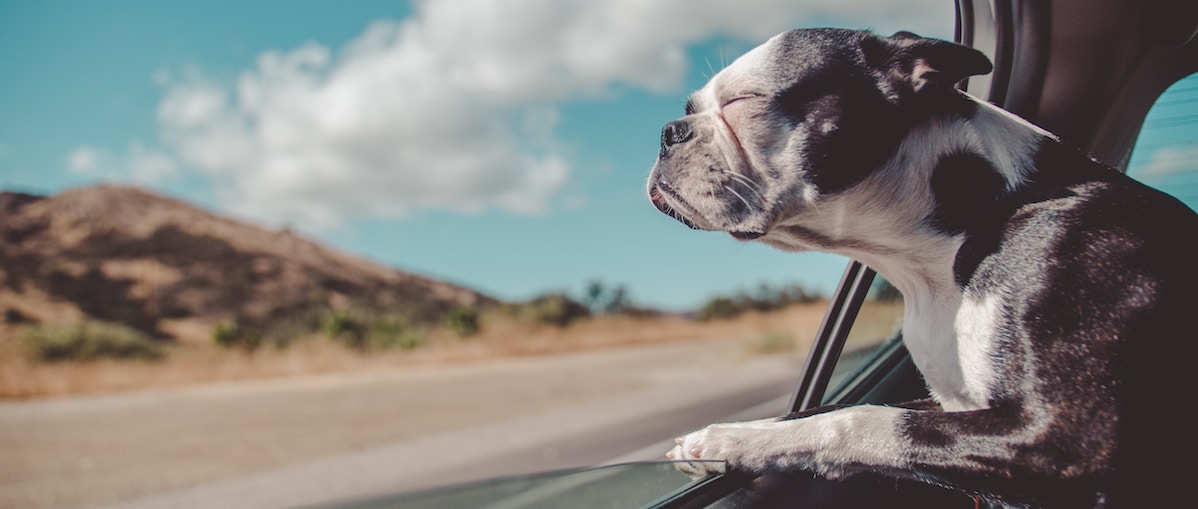 Pet Transport Near Me Ensure Safe And Easy Travel