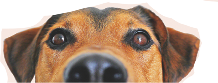 Grow Your Pet Care Business With PetWorks