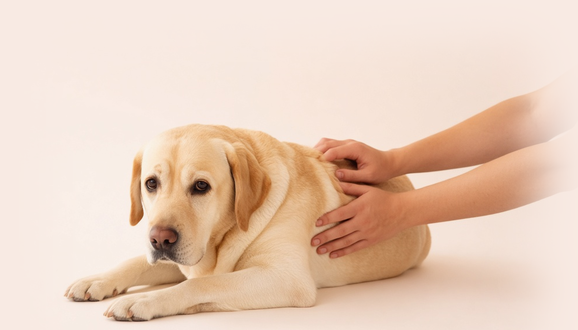 Get Booked for Animal Chiropractic Care