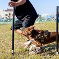 AlphA and Omega Private Dog Training - Fort Lauderdale, FL