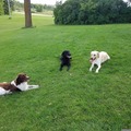 East Polk Dog Resort - Pet Boarders - Fosston, MN