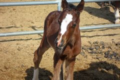 Request Quote: Hopeful Hooves Equine Rescue & Holistic Healing- Buckeye, AZ