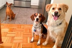 Request Quote: Shepherd and Grey Daycare and Guesthouse - Pet Boarding - Cold Spring, NY
