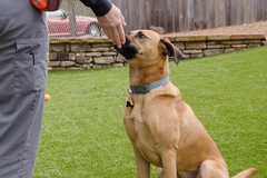 Request Quote: White House Certified Dog Training - Knoxville, TN