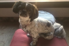 Request Quote: Pet and Nest - In Home Pet Sitting Services - Conroe, TX