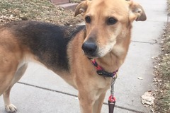 Request Quote: Updog Dog Walking - Denver Dog Walking Pros - Denver, CO