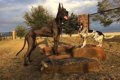 Request Quote: Pilla's Pet Services - Certified Private Dog Trainer - Richmond, TX