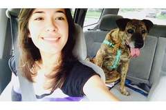 Request Quote: Dog Obedience Training and Behavior Modification - Springville, UT