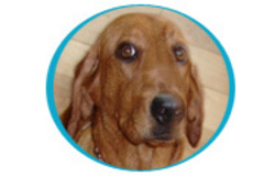 Request Quote: Pet Paradise Pet Sitters - Apex, NC