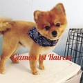 Furr-Ever Rio Linda Grooming - Mobile Pet Groomer - Rio Linda, CA