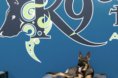 Request Quote: Elite Private Dog Training and Rehabilitation - Charleston, SC