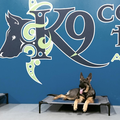 Elite Private Dog Training and Rehabilitation - Charleston, SC