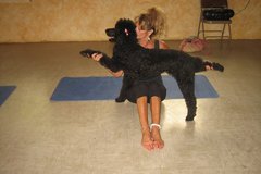 Request Quote: Dog Massage/Doggie Training - Holiday, FL
