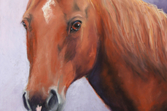 Request Quote: Animal Pet Portraits in Pastel by Carol Santora - Lyman, ME