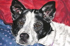 Request Quote: Painted Pet Portraits by Ellen Silverberg - Oakland Park, FL - Nationwide