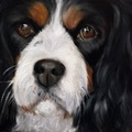 Pet and Equine Portraiture - Mary Sparrow Fine Art  - Nationwide