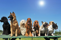 Request Quote:  Dog Trainer - Bradenton, FL