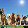  Sylvia Jones - ABC Certified Dog Trainer  - Bradenton, FL