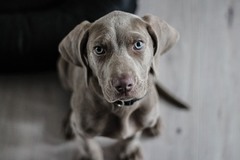 Request Quote: Pets Plus Pet Sitting Service - Plymouth, MA