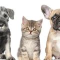 Blissful Pet Care - Pet Sitting Service - Saratoga Springs, NY