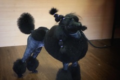 Request Quote: Certified Master Pet Groomer  - Sarasota, FL