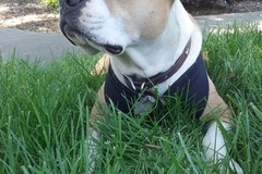 Request Quote: Experienced Loving Pet Sitter - Walnut Creek, CA