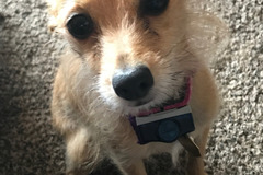 Request Quote: All Behind The Ear Dog Training - Huntley, IL