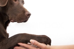 Request Quote: Reiki Dog Healing - Nationwide