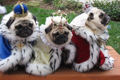 Request Quote: King's Royal Pet Grooming - Cat and Dog Groomer - Wilmington, MA