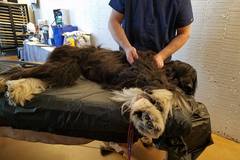 Request Quote: Canine Massage - Dog Massage Therapy - Monument, CO