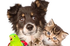 Request Quote:   Pet Loss Psychotherapy - Nationwide