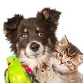   Pet Loss Psychotherapy - Nationwide