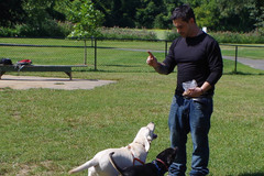 Request Quote: The Happiest Dogs Obedience Training - Dog Trainer & Walker - Redding, CT