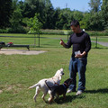 The Happiest Dogs Obedience Training - Dog Trainer & Walker - Redding, CT