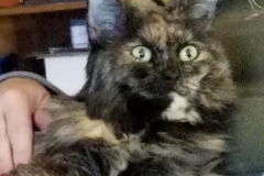 Request Quote: Happy Paws Pet Sitting Service - Quakertown, PA