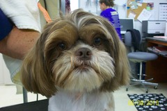 Request Quote: Shaggy Paws Mobile Grooming and Boarding Service - Belton, SC