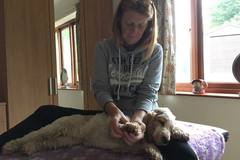 Request Quote: Vreli Covington - Clinical Canine Massage Therapist - Hernando Beach, FL