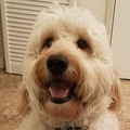 Fidos Following Dog Walking and In Home Pet Sitting - San Diego, CA