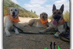 Request Quote: Dog Sitting, Walking, Training, and Dog Food Delivery  - Long Beach, CA