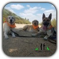Dog Sitting, Walking, Training, and Dog Food Delivery  - Long Beach, CA