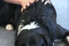 Request Quote: Pet Raindrop Massage - Animal Massage Therapy - Temecula, CA