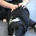 Pet Raindrop Massage - Animal Massage Therapy - Bronson, FL