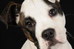 Request Quote: Lisa Mantle - Professional Dog Trainer - Washington, IL