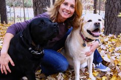 Request Quote: Private Dog Behavioral Training - In Home K9 Trainers - Raleigh, NC