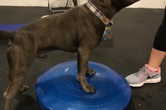 Request Quote: Opportunity Barks - Private Dog and Puppy Training - Philadelphia, PA
