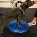 Opportunity Barks - Private Dog and Puppy Training - Philadelphia, PA