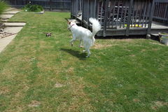 Request Quote: Loving Care In Home Pet Sitting - Tulsa, OK