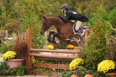 Request Quote: Platinum Farm - Horse Boarding and Equine Lessons - Huntley, IL