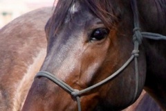 Request Quote: Sonoma Equine Rescue - Horse Rehab & Adoption - Santa Rosa, CA
